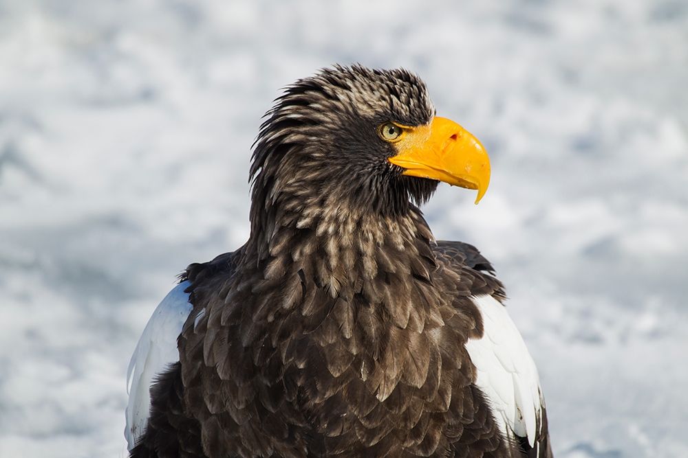 Japan-Hokkaido-Rausu-Stellers sea eagle Headshot of a Stellers sea eagle